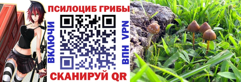 где найти   Покачи  Псилоцибиновые грибы GOLDEN TEACHER 